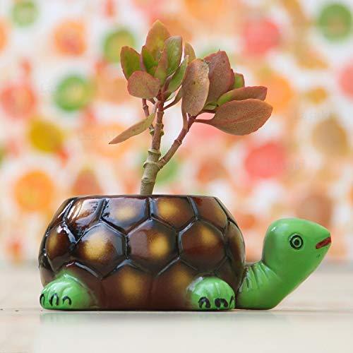 Tortoise big HP Planter for Indoor Plants,Planters,Flower,Outdoor,Balcony,Home,Garden,Office Decor,Succulent Pot(Hand Painted Green Neck)(L:19.5 cm,W:13.5 cm,H:7 cm)